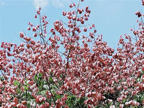 四季開花喬木|《台灣四季開花植物完全指南：一年四季追花攻略》